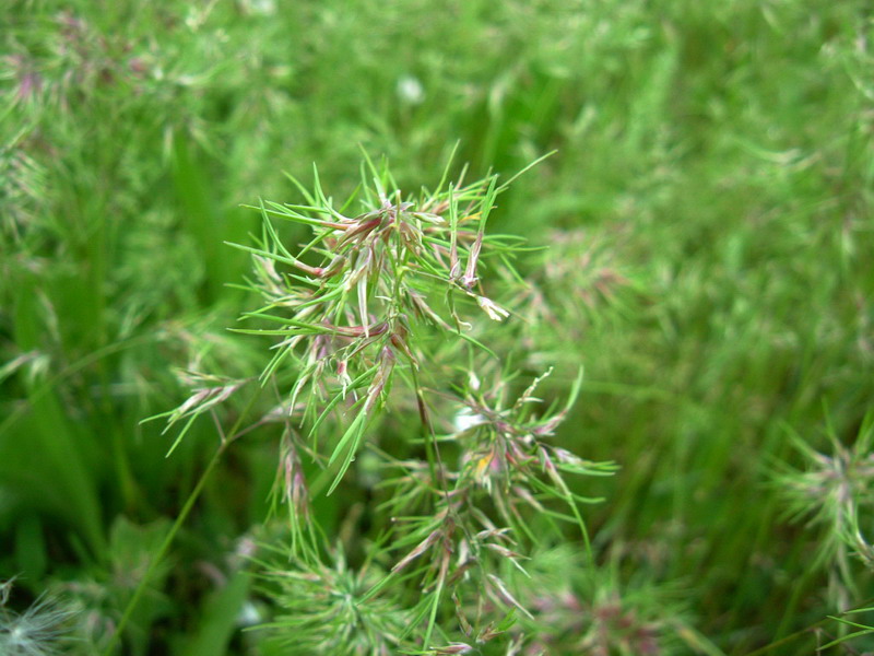 Poa bulbosa / Fienarola bulbosa